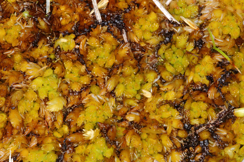 Sphagnum compactum